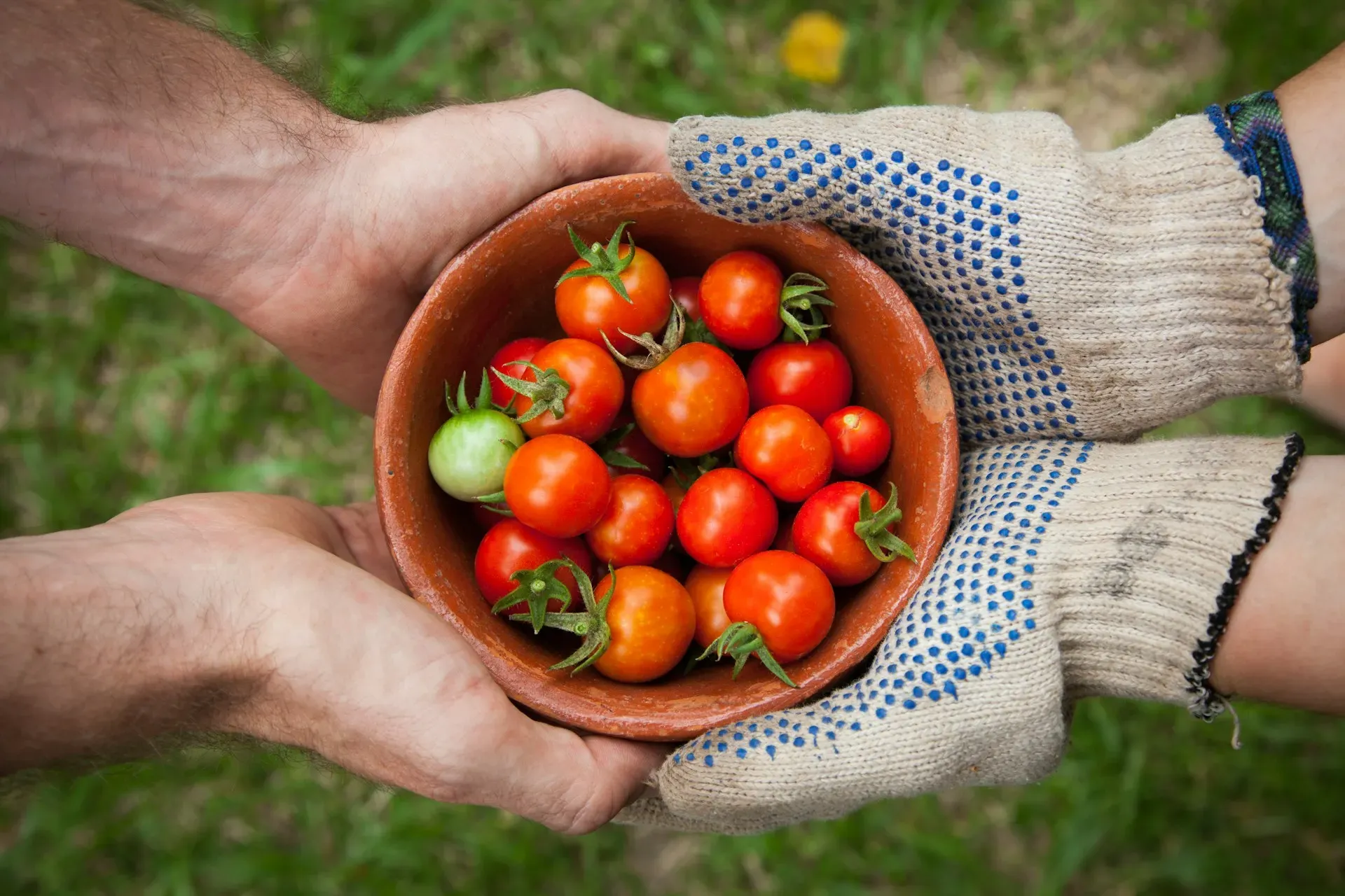 Tomates en las manos de dos personas